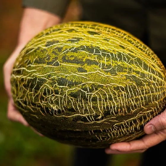 Melón piel de sapo recién recolectado